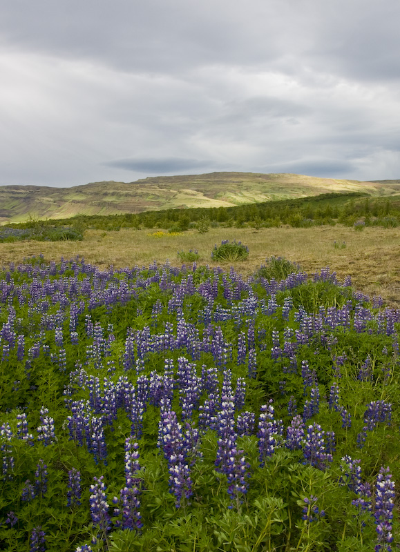 Nootka Lupine